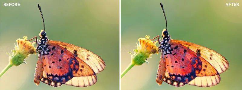 Adobe2022全家桶下载！一键安装，破解版永久免费！Win+Mac版